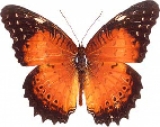 Живая бабочка Cethosia Biblis Живая бабочка Cethosia Biblis