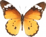 Живая бабочка Danaus Сhrysippus Живая бабочка Danaus Сhrysippus