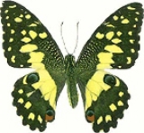   Papilio Demoleus