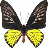 Живая бабочка Troides Rhadamanthus Живая бабочка Troides Rhadamanthus